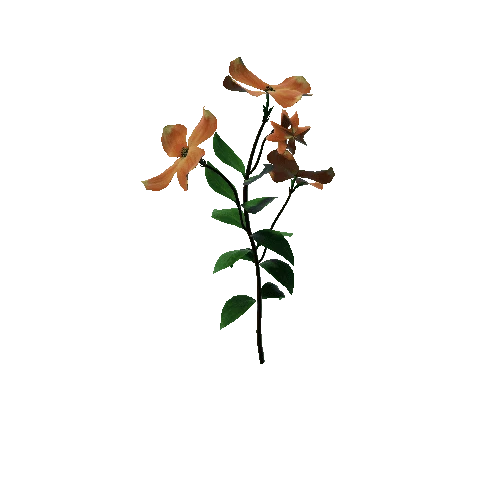 Flower Cornus Florida3.2